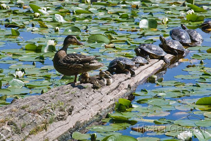 MGA89137R ducks turtle Deer Lake.jpg - Michel Gascon(c)2008-